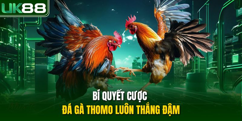 Bí quyết cược đá gà Thomo luôn thắng đậm