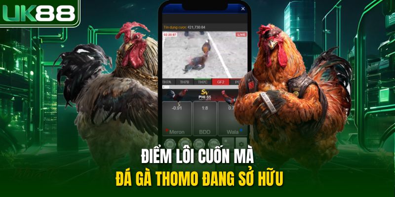 Điểm lôi cuốn mà đá gà Thomo đang sở hữu