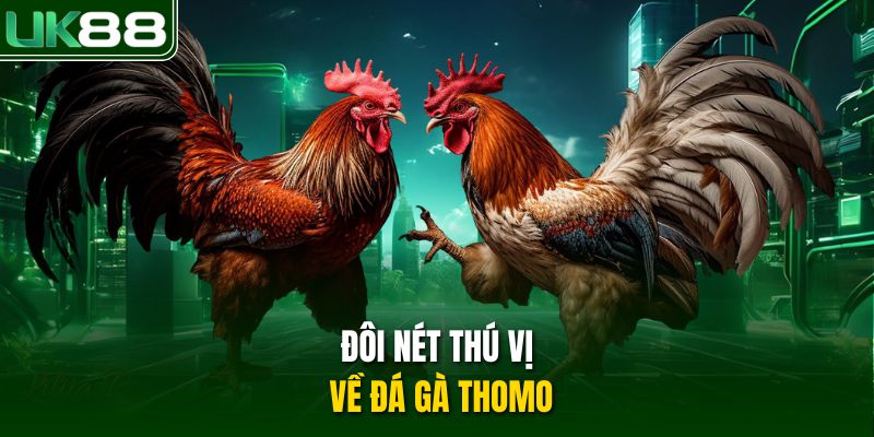 Đôi nét thú vị về đá gà Thomo